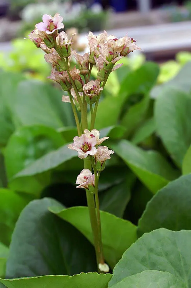 Bőrlevél / Bergenia 'Baby Doll'