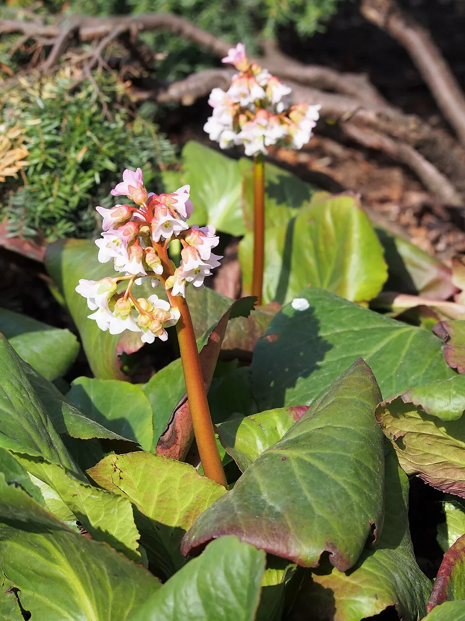Bőrlevél / Bergenia 'Baby Doll'