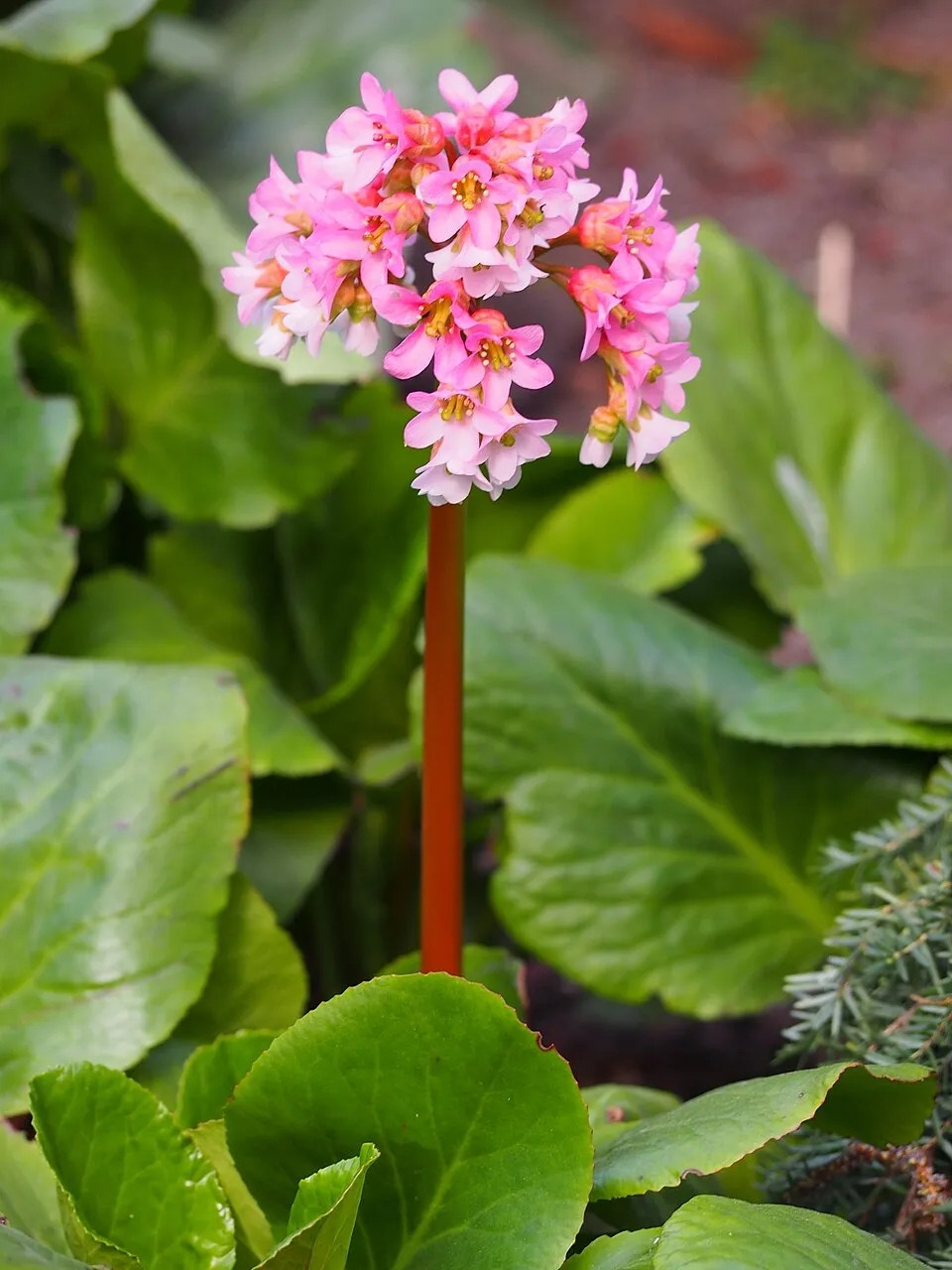 Bőrlevél / Bergenia 'Baby Doll'