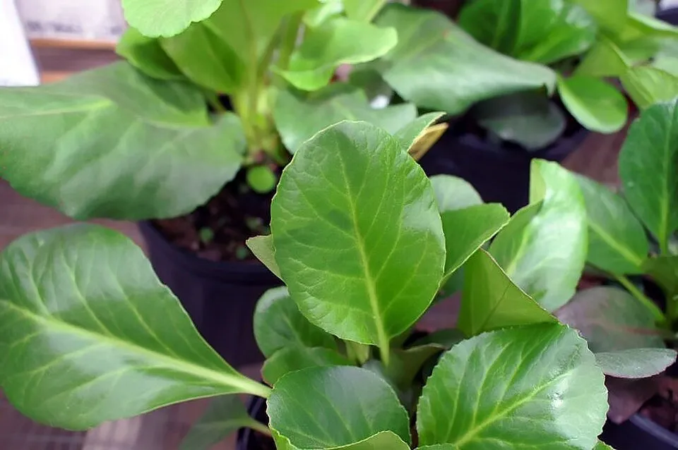Bőrlevél / Bergenia 'Bressingham Ruby'