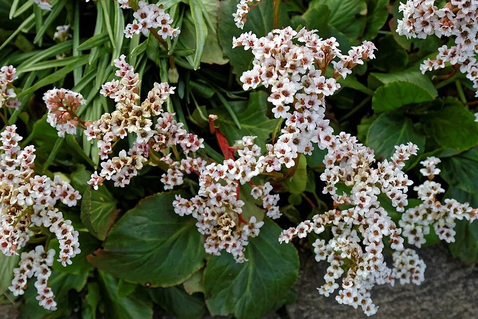 Bőrlevél / Bergenia 'Bressingham White'