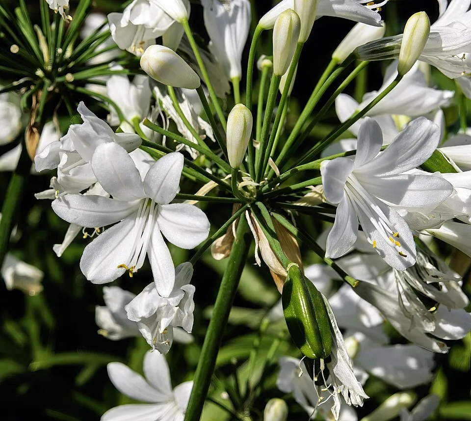 Szerelemvirág / Agapanthus 'Northern Star®'