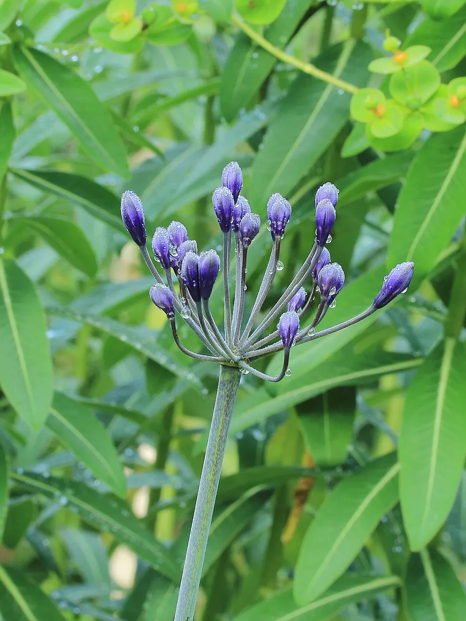 Szerelemvirág / Agapanthus 'Northern Star®'