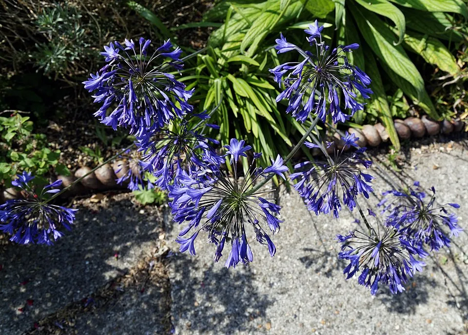 Szerelemvirág / Agapanthus 'Northern Star®'