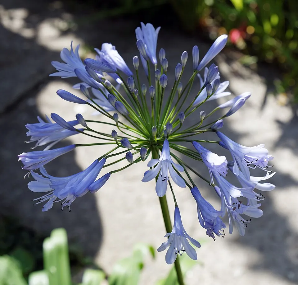 Szerelemvirág / Agapanthus 'Northern Star®'