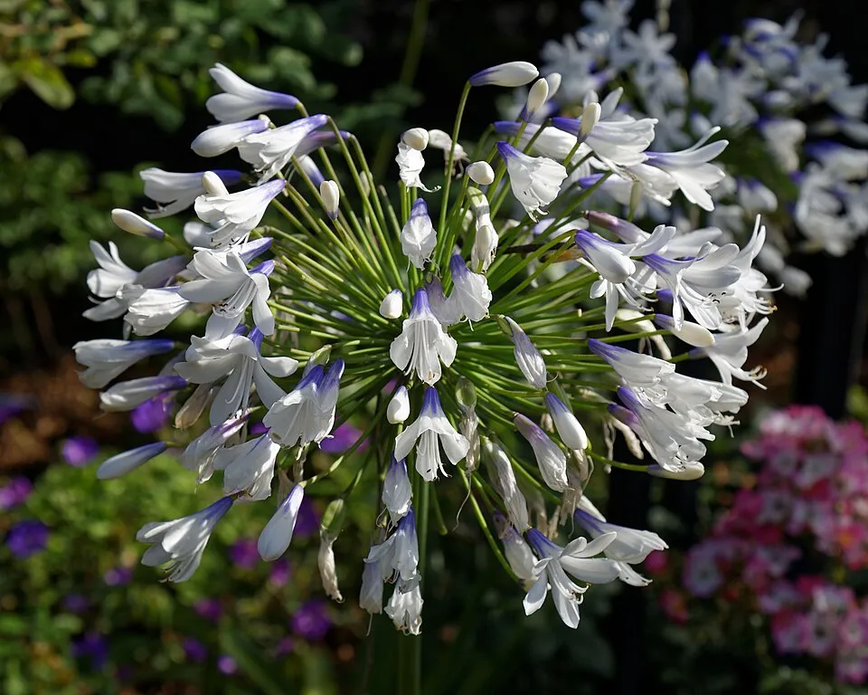 Szerelemvirág / Agapanthus 'Northern Star®'