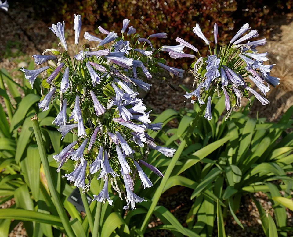 Szerelemvirág / Agapanthus 'Northern Star®'