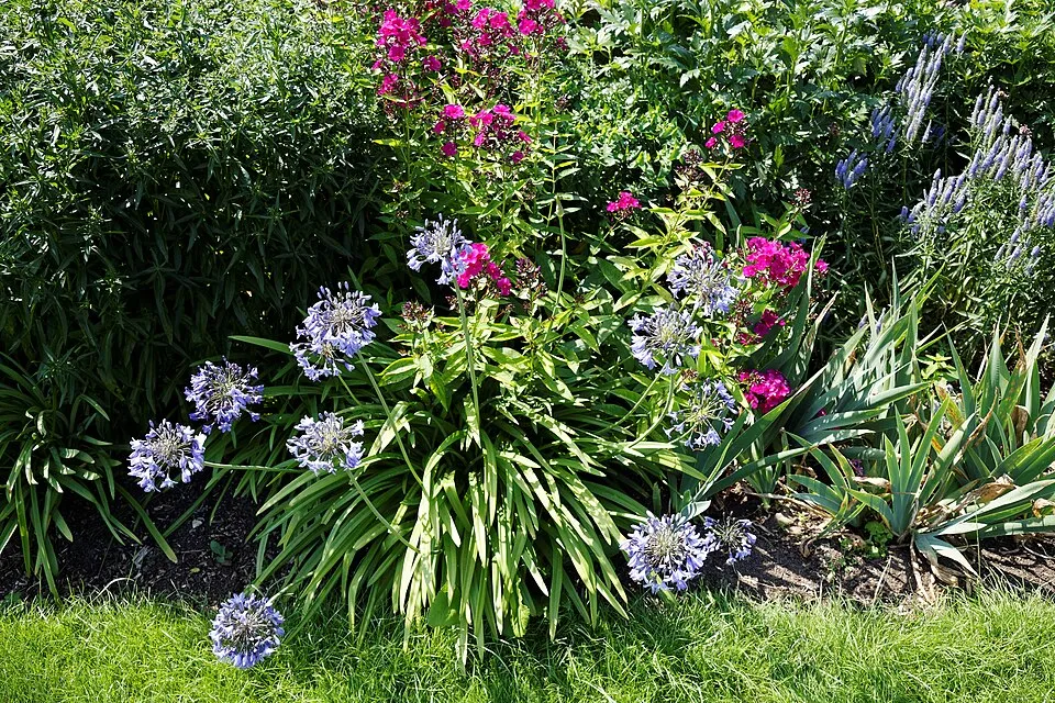 Szerelemvirág / Agapanthus 'Northern Star®'