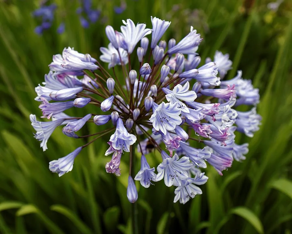Szerelemvirág / Agapanthus 'Northern Star®'