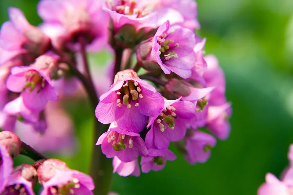 Bőrlevél / Bergenia 'Eden's Dark Margin'
