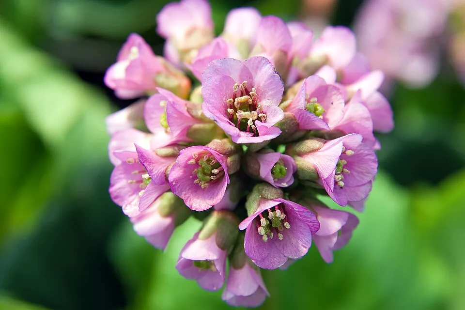 Bőrlevél / Bergenia 'Eden's Dark Margin'