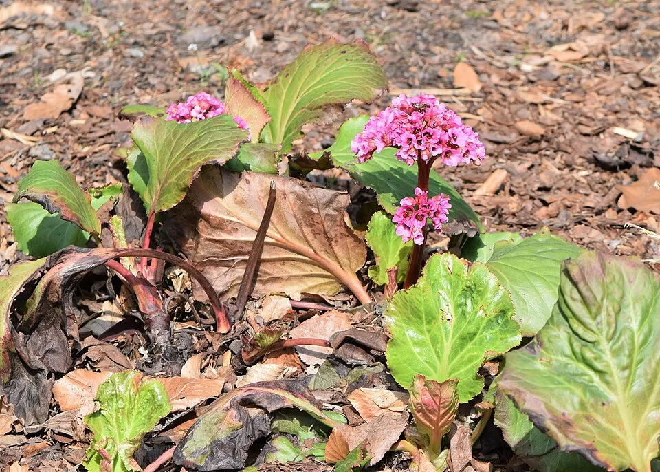 Bőrlevél / Bergenia 'Morgenröte'