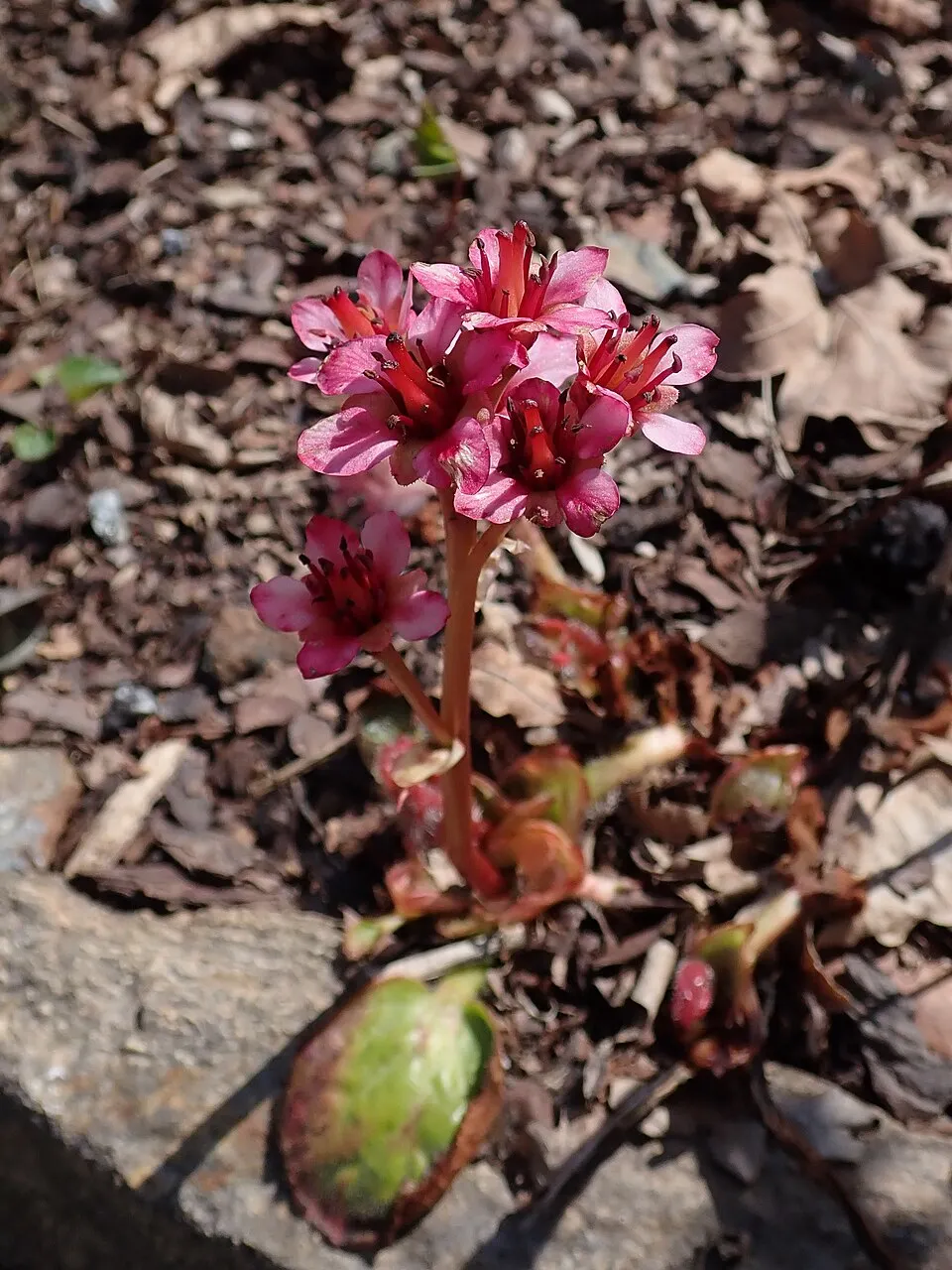 Nyelves bőrlevél / Bergenia ciliata 'Dumbo'