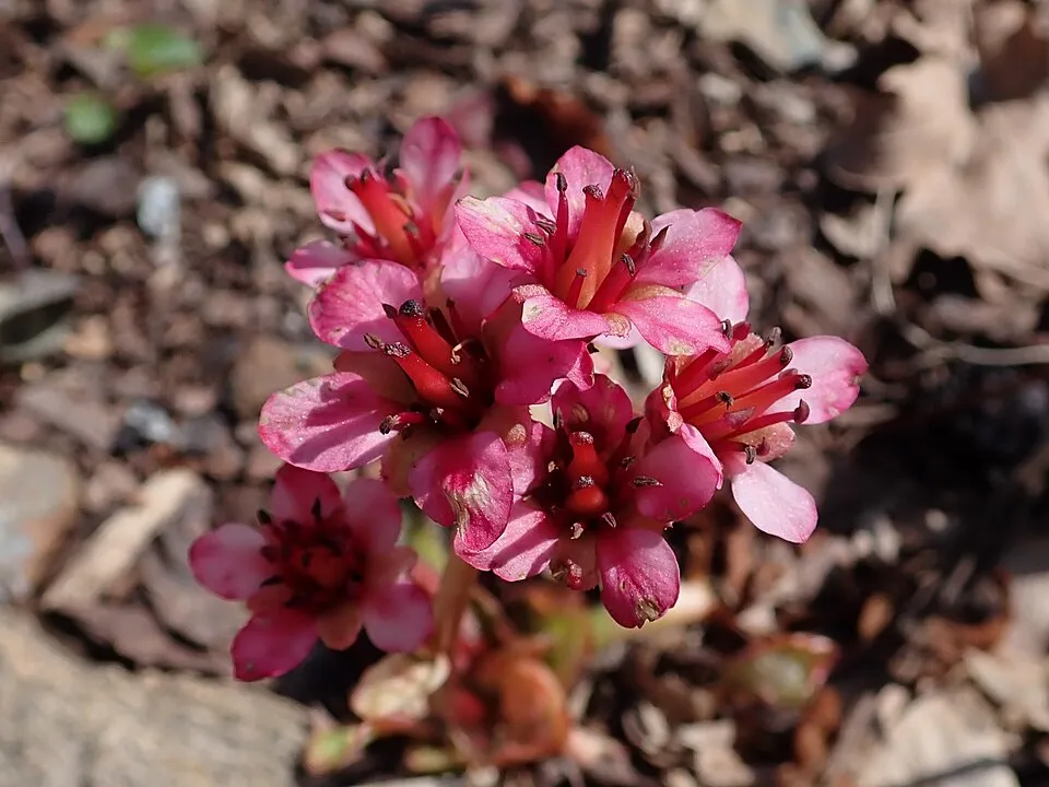 Nyelves bőrlevél / Bergenia ciliata 'Dumbo'