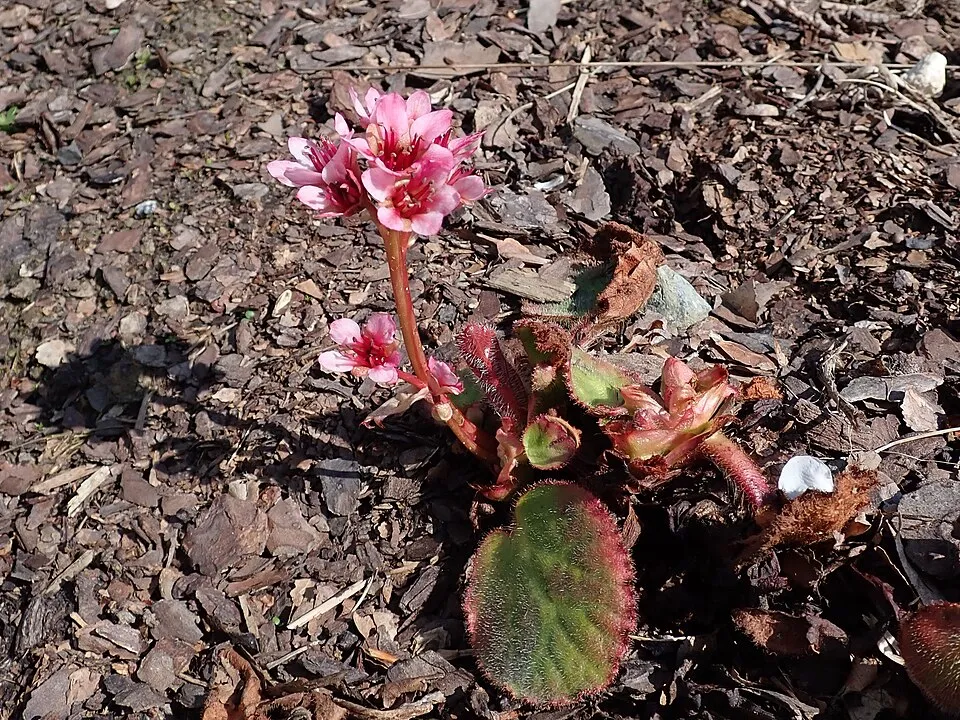 Nyelves bőrlevél / Bergenia ciliata 'Dumbo'