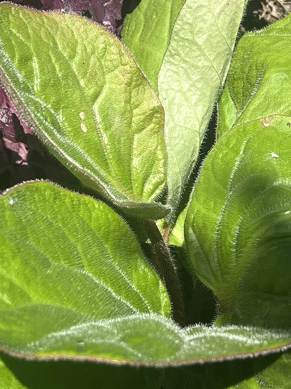 Nyelves bőrlevél / Bergenia ciliata 'Dumbo'