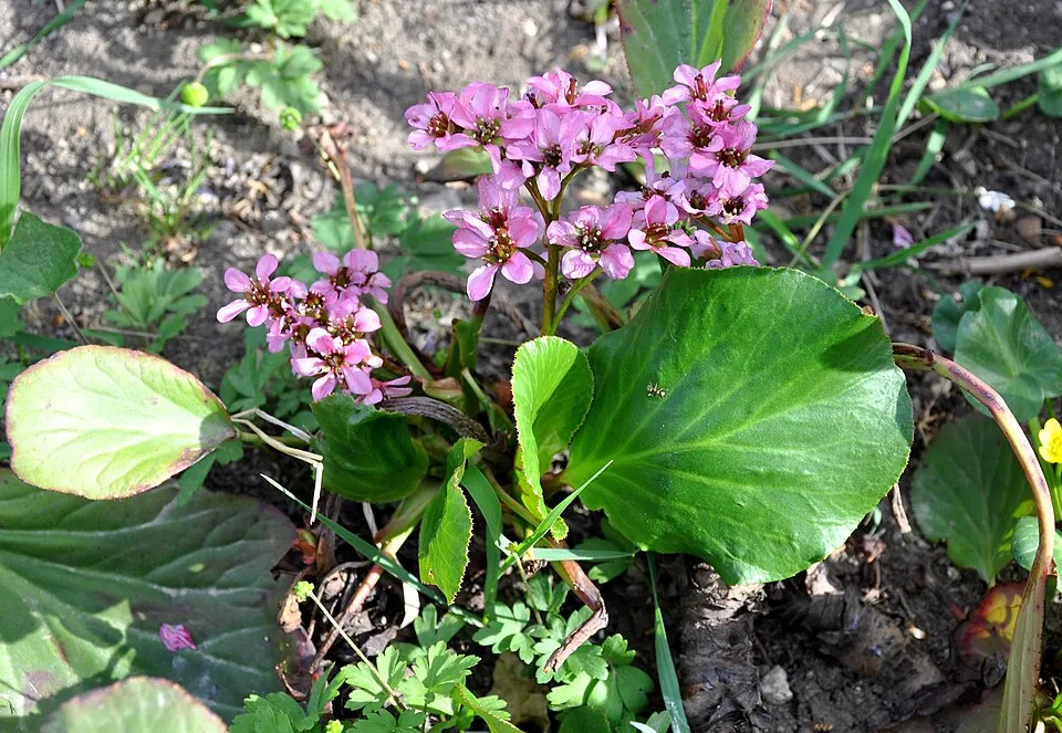 Szívlevelű bőrlevél / Bergenia cordifolia 'Ouverture' (syn. 'Eroica')