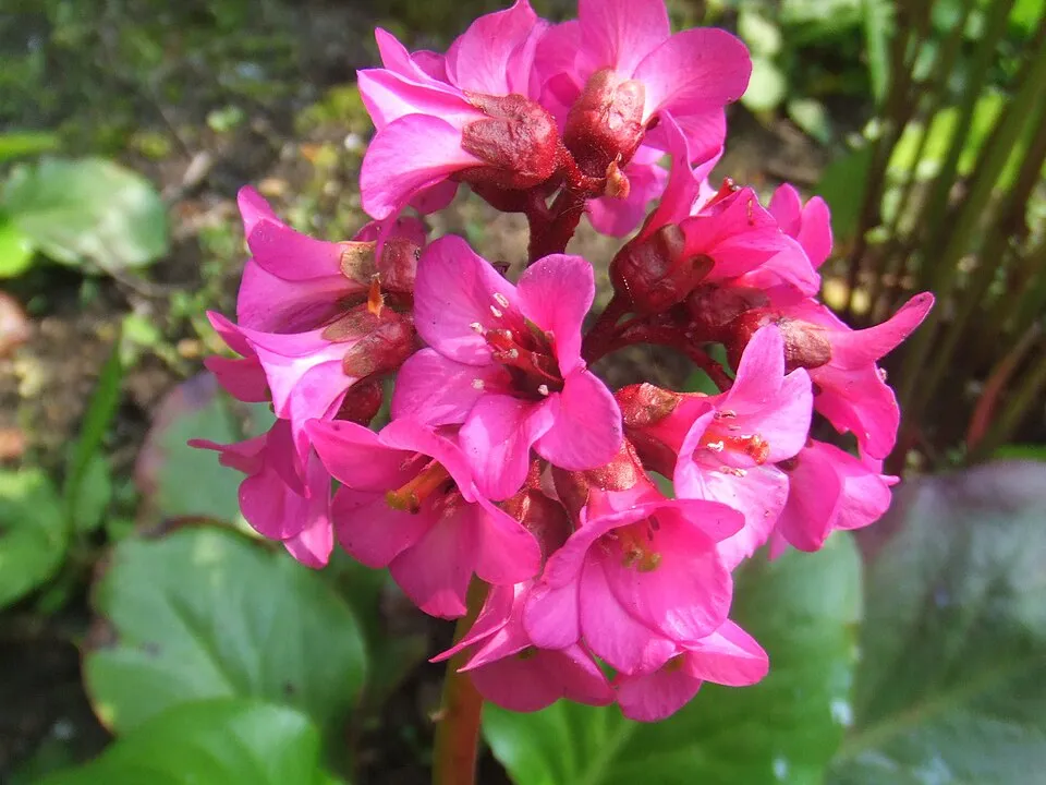 Szívlevelű bőrlevél / Bergenia cordifolia 'Ouverture' (syn. 'Eroica')
