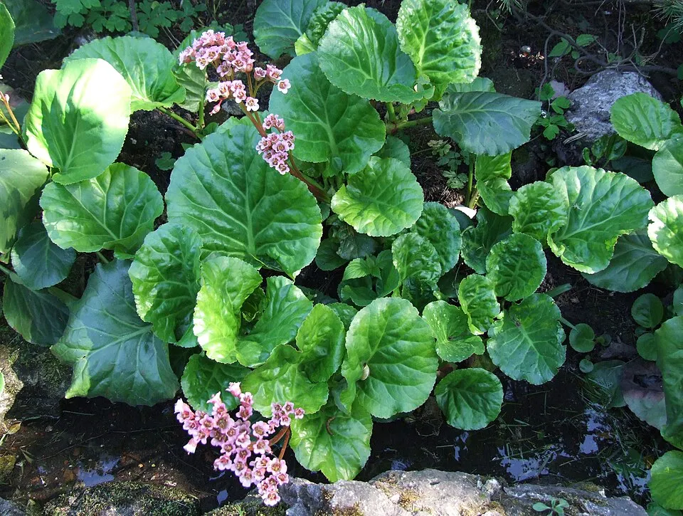 Szívlevelű bőrlevél / Bergenia cordifolia 'Ouverture' (syn. 'Eroica')