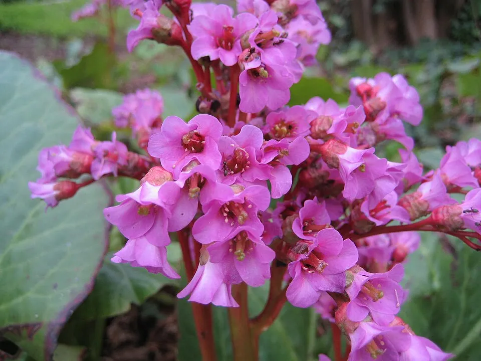 Szívlevelű bőrlevél / Bergenia cordifolia 'Ouverture' (syn. 'Eroica')