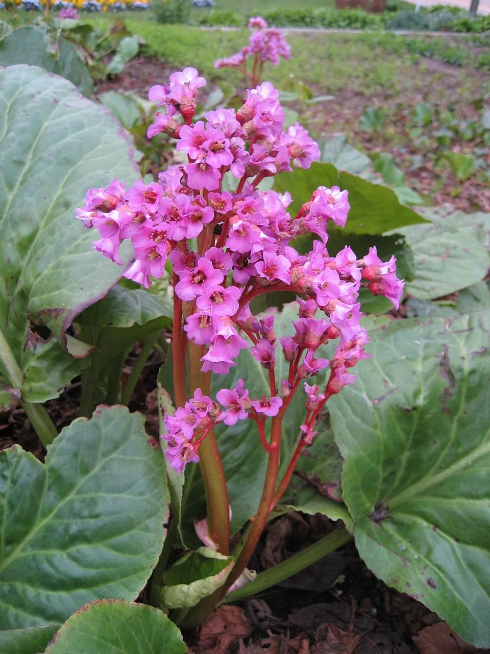 Szívlevelű bőrlevél / Bergenia cordifolia 'Ouverture' (syn. 'Eroica')