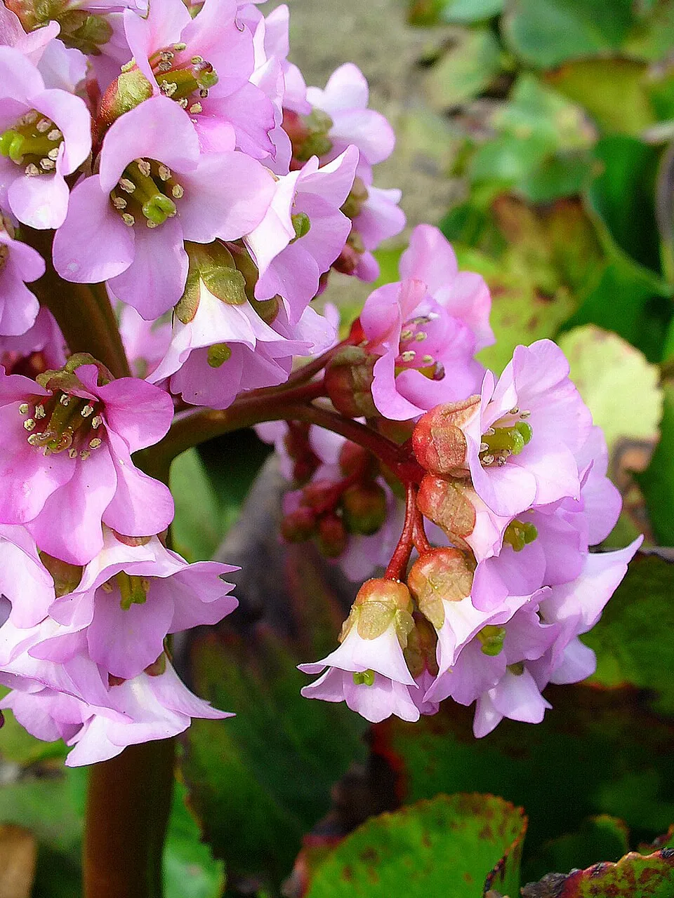 Szívlevelű bőrlevél / Bergenia cordifolia 'Ouverture' (syn. 'Eroica')