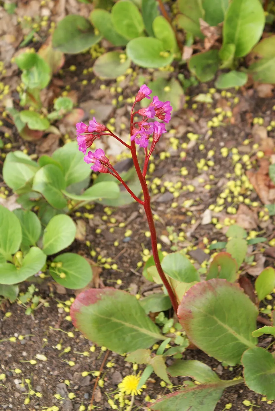 Szívlevelű bőrlevél / Bergenia cordifolia 'Winterglut'