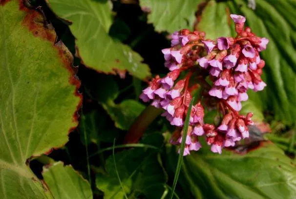 Szívlevelű bőrlevél / Bergenia cordifolia 'Winterglut'