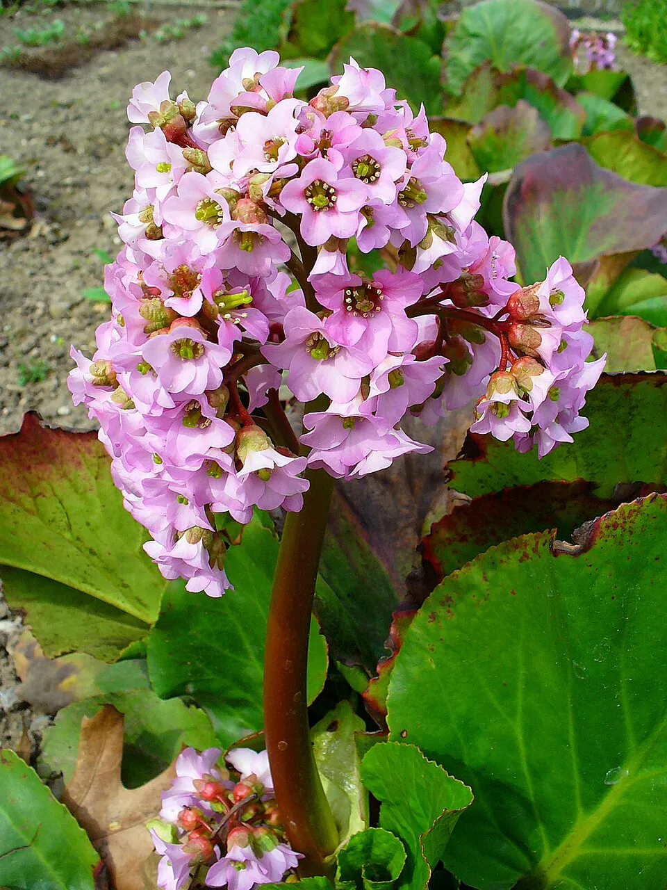 Szívlevelű bőrlevél / Bergenia cordifolia 'Winterglut'