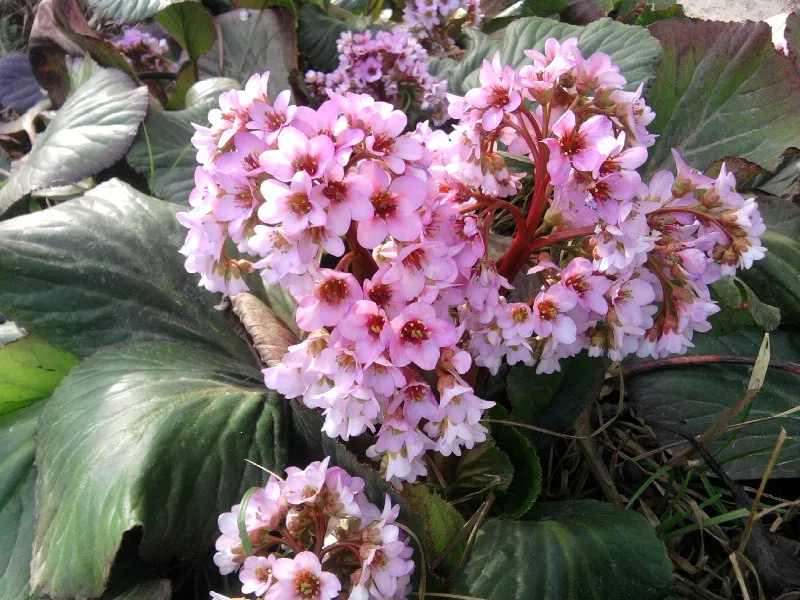 Szívlevelű bőrlevél / Bergenia cordifolia 'Winterglut'
