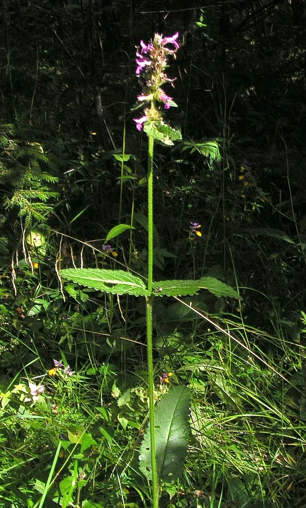 Orvosi bakfű / Betonica (syn. Stachys) officinalis 'Pink Summer Candy'