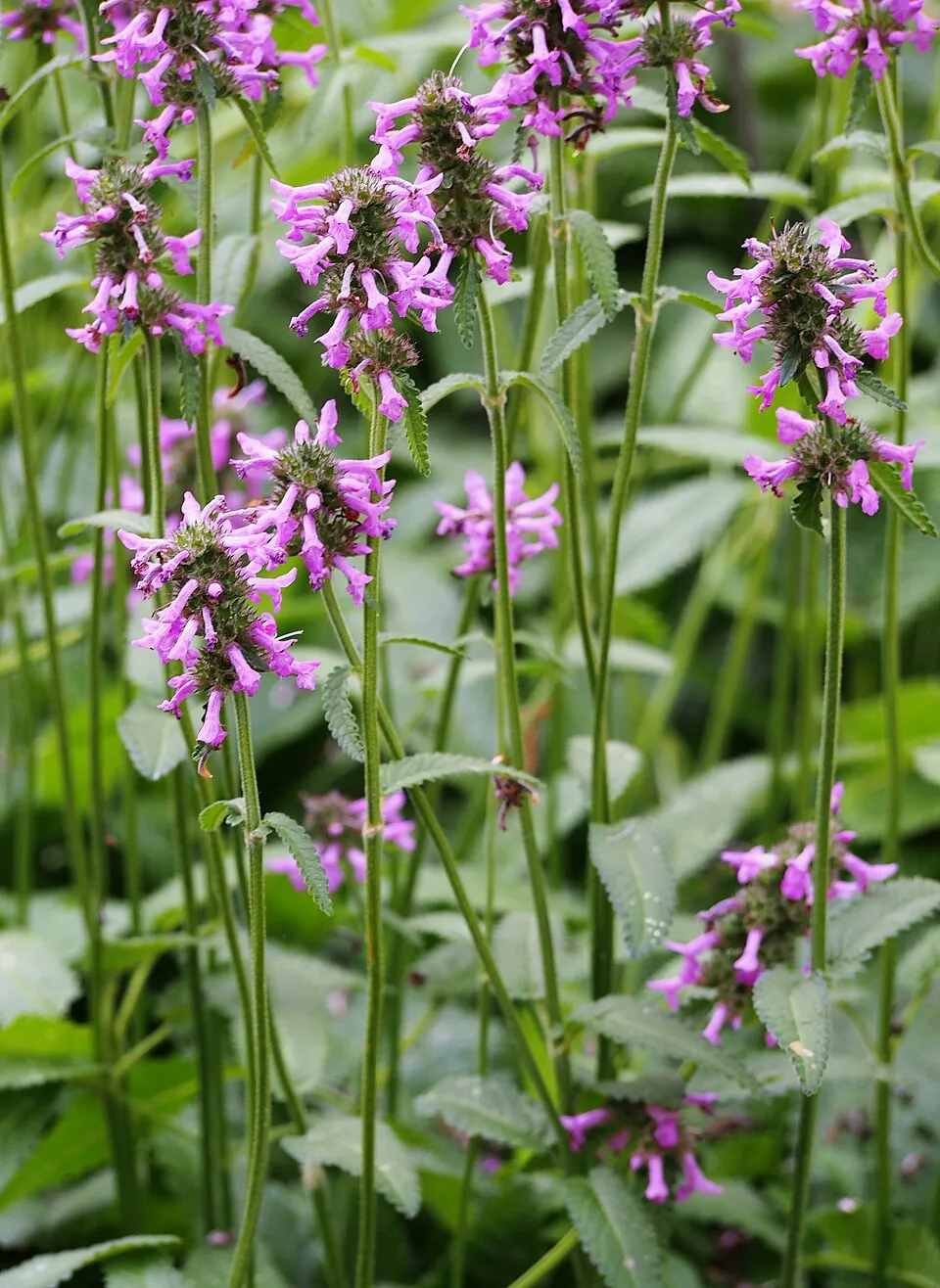 Orvosi bakfű / Betonica (syn. Stachys) officinalis 'Pink Summer Candy'
