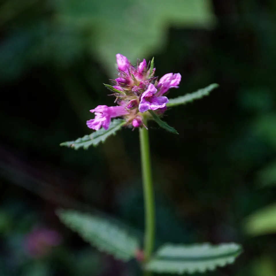 Orvosi bakfű / Betonica (syn. Stachys) officinalis 'Summer Snowcone'