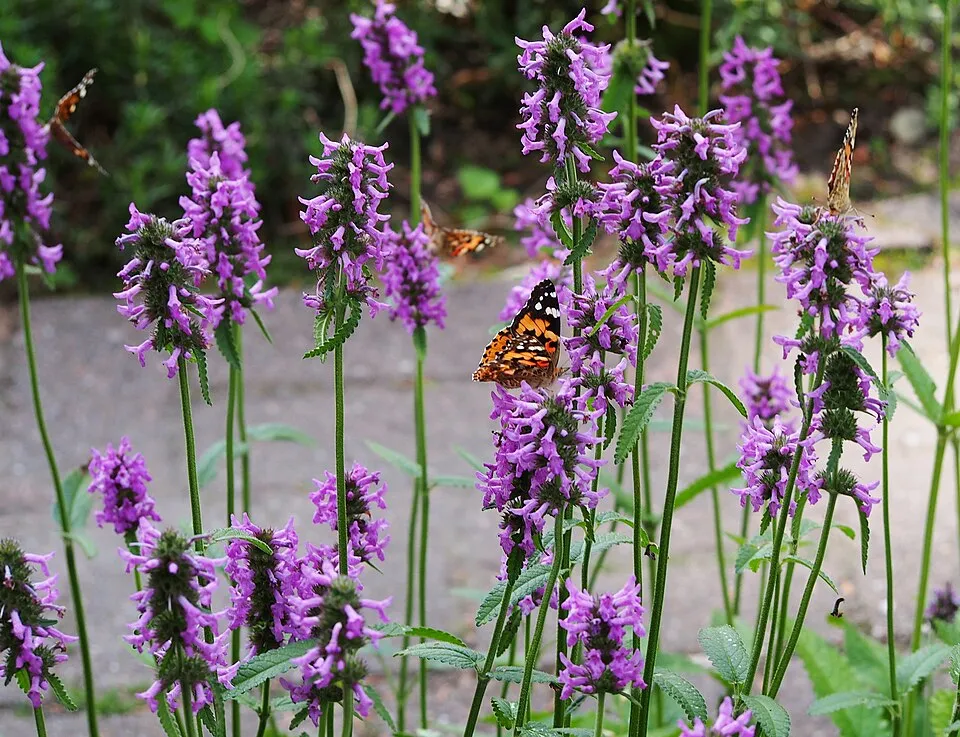 Orvosi bakfű / Betonica (syn. Stachys) officinalis 'Summer Snowcone'