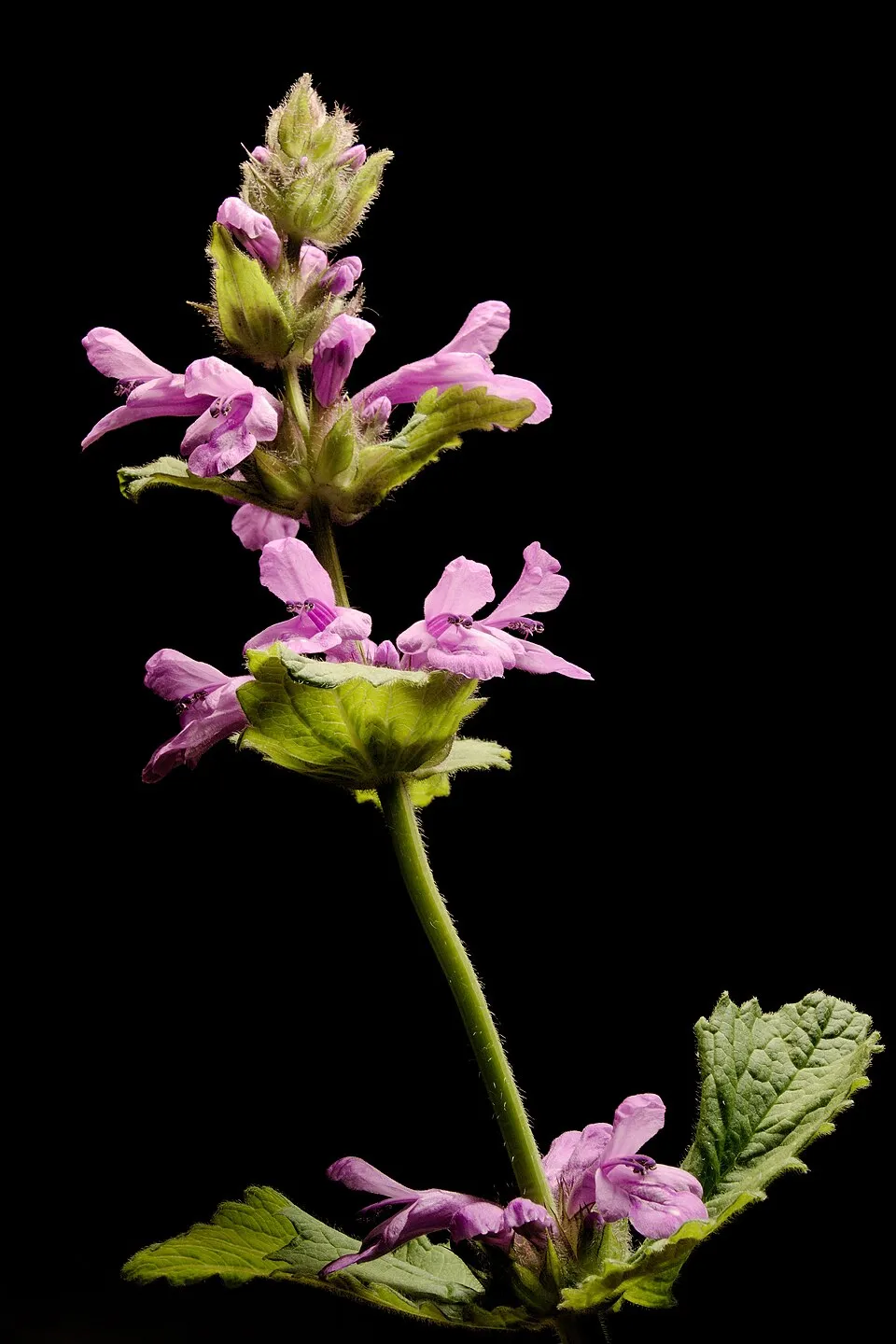 Orvosi bakfű / Betonica (syn. Stachys) officinalis 'Summer Sweets'