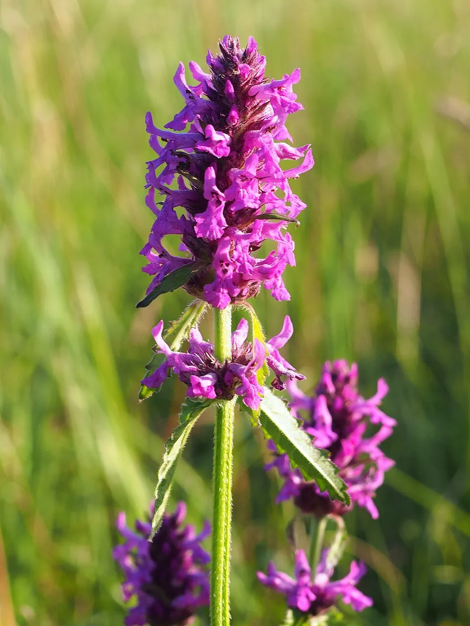 Orvosi bakfű / Betonica (syn. Stachys) officinalis 'Summer Sweets'
