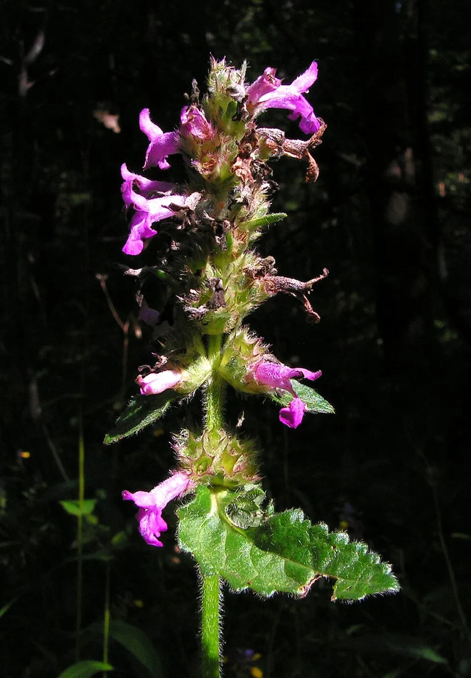 Orvosi bakfű / Betonica (syn. Stachys) officinalis 'Summer Sweets'