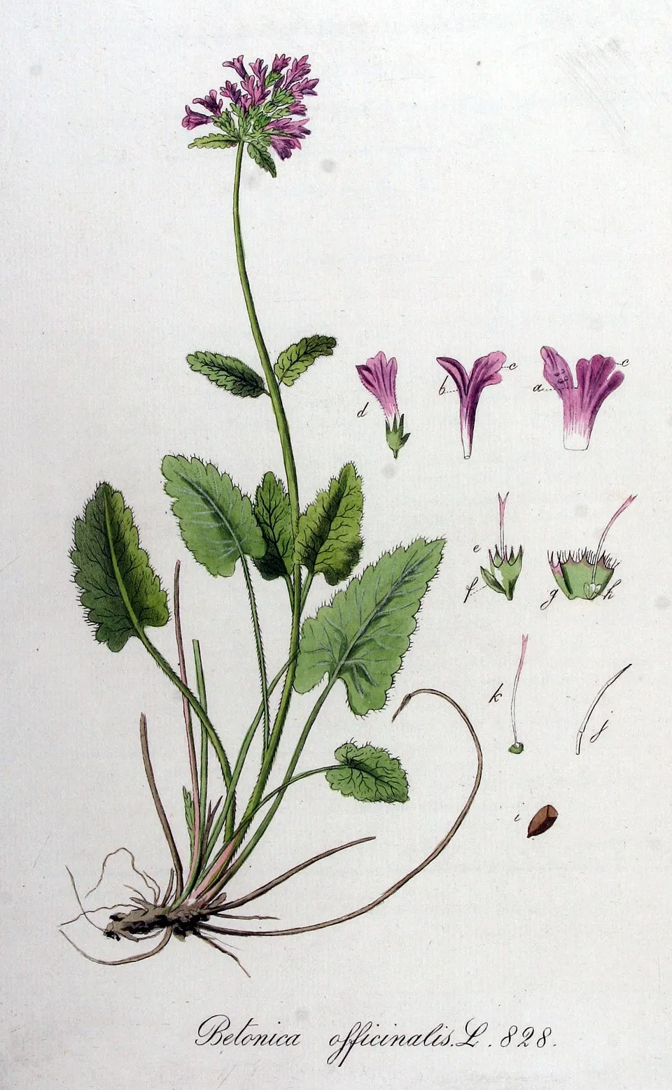 Orvosi bakfű / Betonica (syn. Stachys) officinalis 'Summer Sweets'
