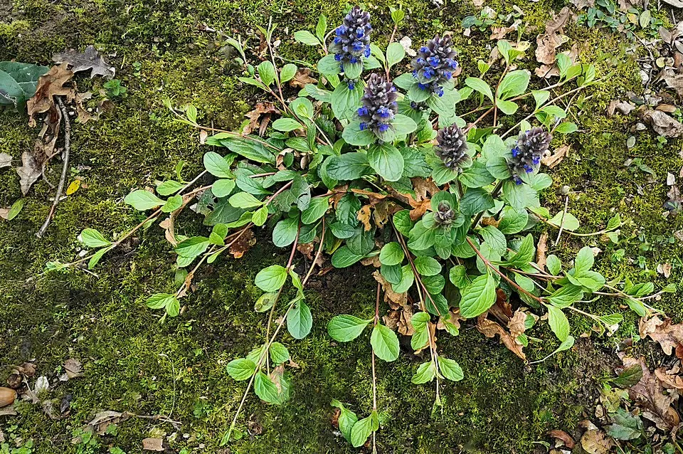 Indás ínfű / Ajuga reptans