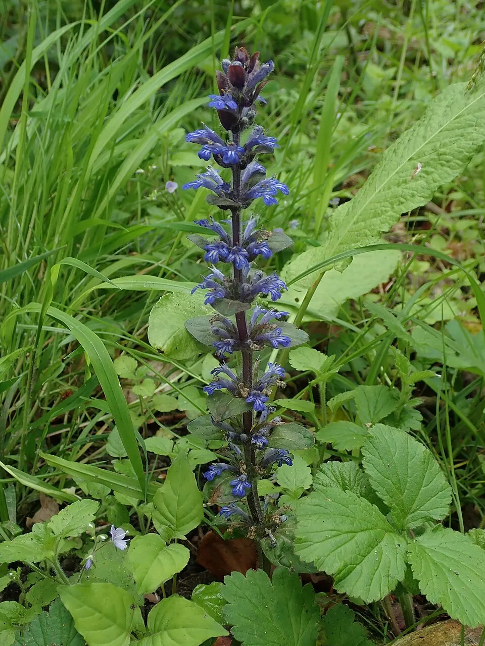 Indás ínfű / Ajuga reptans