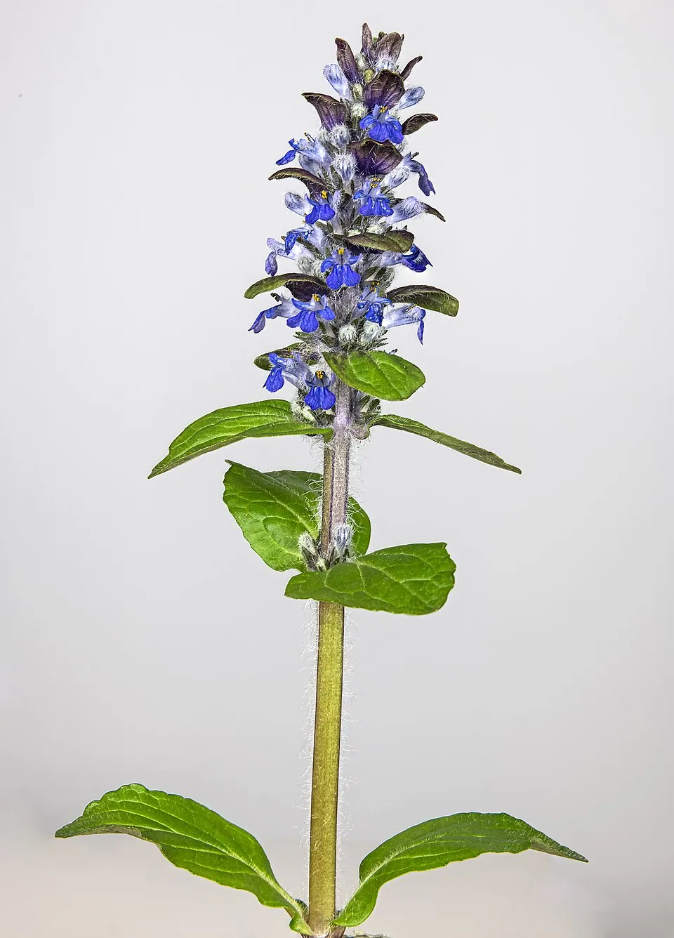 Indás ínfű / Ajuga reptans