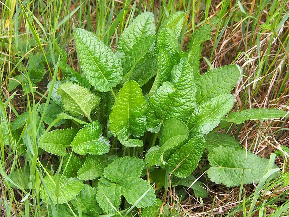 Orvosi bakfű / Betonica (syn. Stachys) officinalis 'Ukkie'