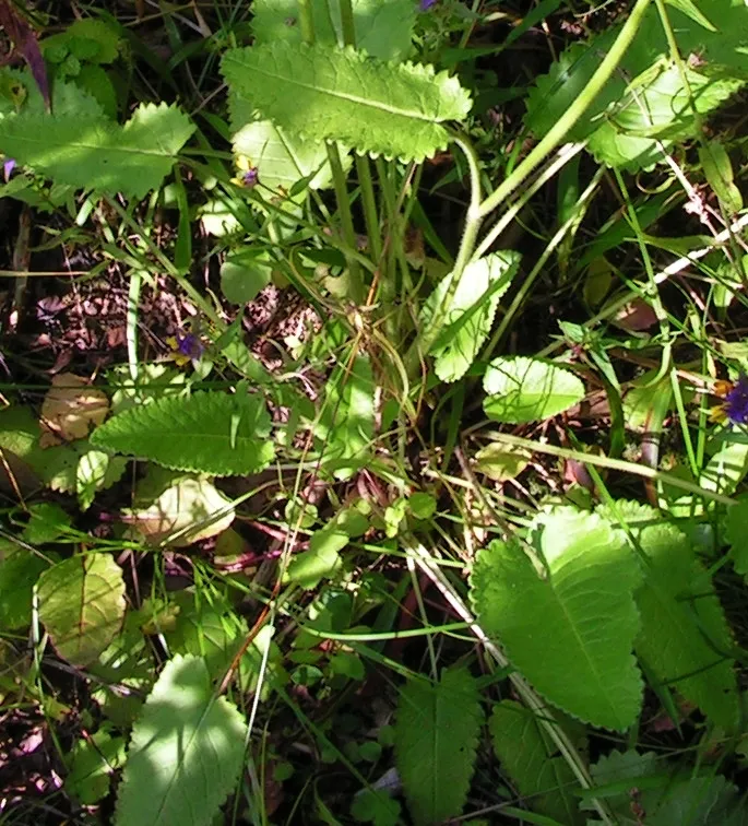 Orvosi bakfű / Betonica (syn. Stachys) officinalis 'Ukkie'