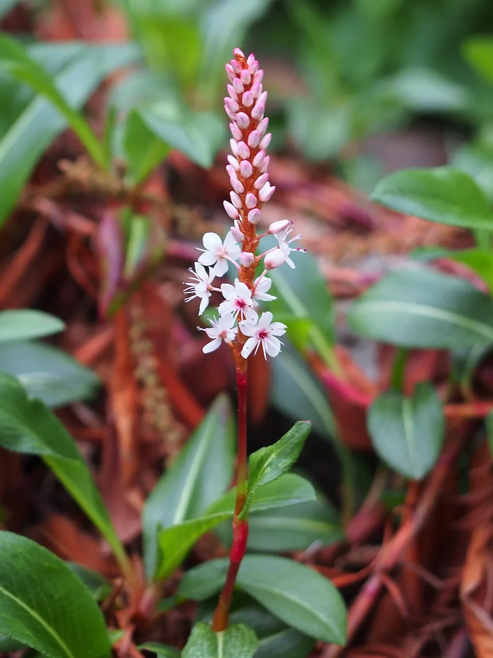 Örökzöld keserűfű / Bistorta (syn. Polygonum) affinis 'Superba'
