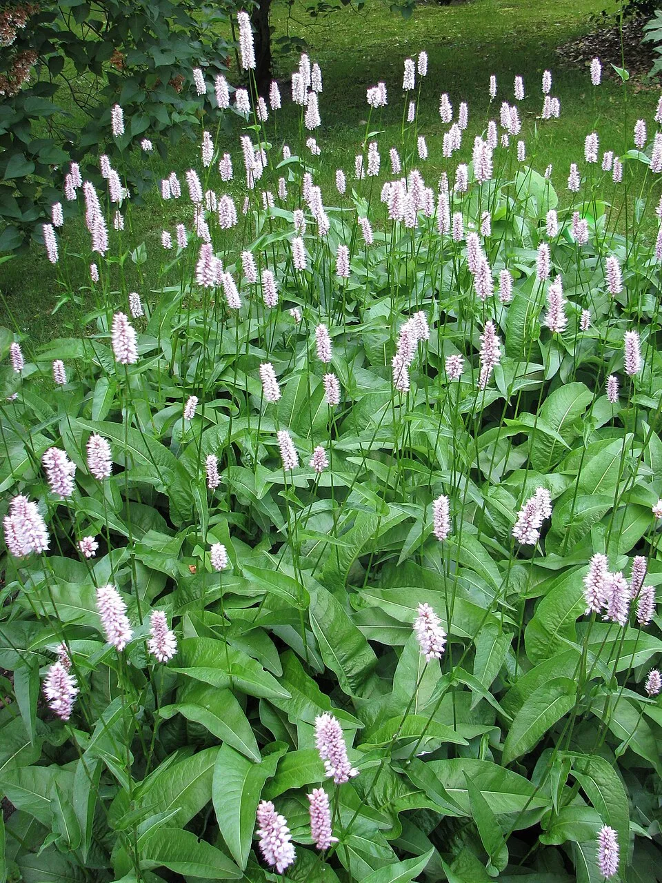 Örökzöld keserűfű / Bistorta (syn. Polygonum) affinis 'Superba'