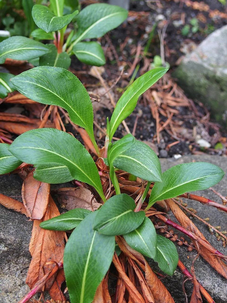 Szárölelő keserűfű / Bistorta (syn. Polygonum) amplexicaulis 'High Society'