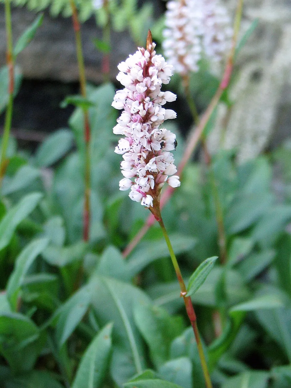 Szárölelő keserűfű / Bistorta (syn. Polygonum) amplexicaulis 'Inverleith'