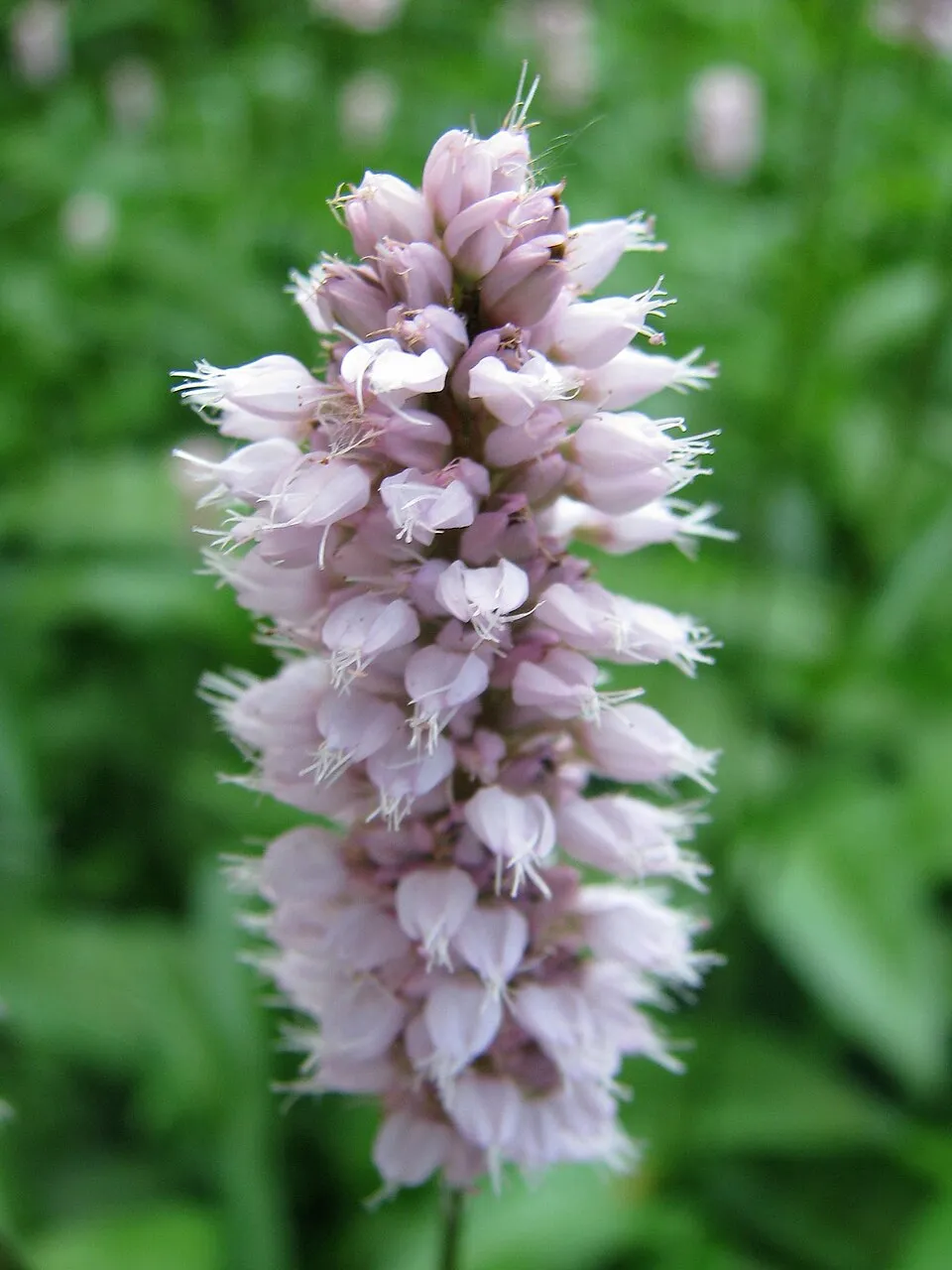 Szárölelő keserűfű / Bistorta (syn. Polygonum) amplexicaulis 'Inverleith'