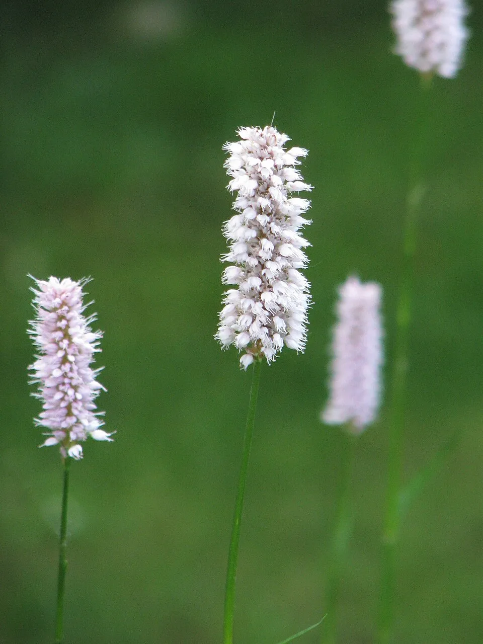Szárölelő keserűfű / Bistorta (syn. Polygonum) amplexicaulis 'JS Caliente'