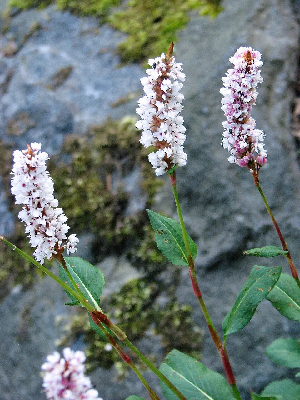 Szárölelő keserűfű / Bistorta (syn. Polygonum) amplexicaulis 'JS Keep Smiling'